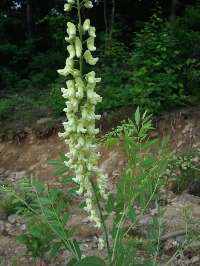 도둑놈의갈고리 - Desmodium oxyphyllum