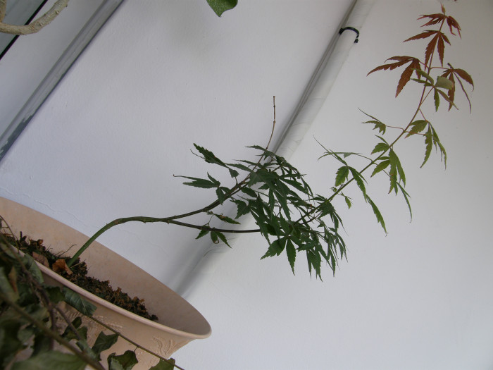 단풍나무 - Acer palmatum Thunb. ex Murray, Acer palmatum Thunb. ex Murray