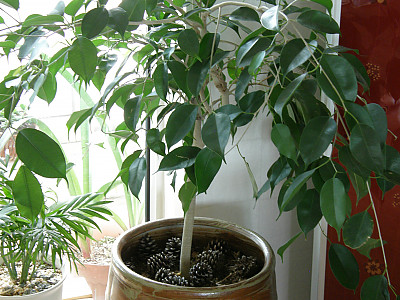 벤자민고무나무 사진 - Ficus benjamina L. Photos
