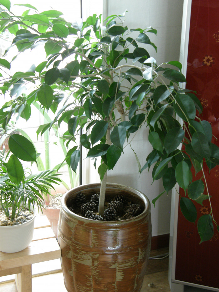 벤자민고무나무 - weeping fig, benjamin fig, Ficus tree, Ficus benjamina L.