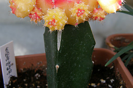 비모란금접목 - Gymnocalycium mihanovichii