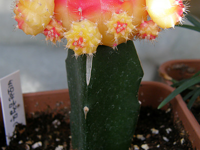 비모란금접목 사진 - Gymnocalycium mihanovichii Photos