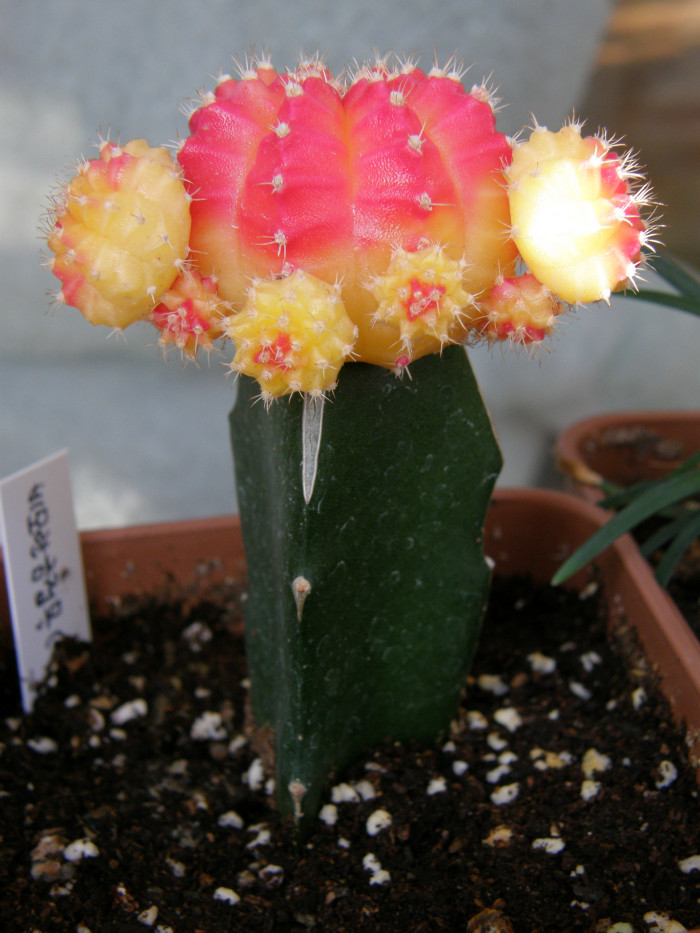 비모란금접목 - chin cactus,moon cactus, Gymnocalycium mihanovichii