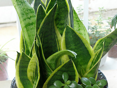 산세베리아 사진 - Sansevieria trifasciata Photos