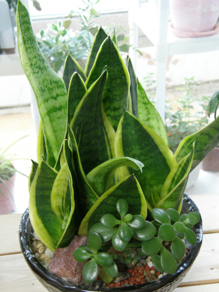 산세베리아 - Variegated snake plant, Sansevieria trifasciata