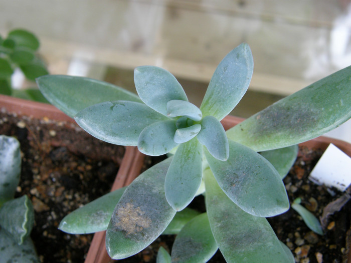자려전 - Pachyveria &#034;oviferum cv. shireiden&#034;