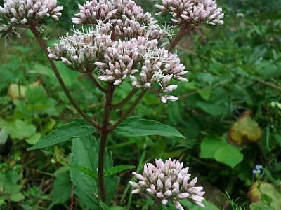 골등골나물 사진 - Eupatorium lindleyanum DC. Photos