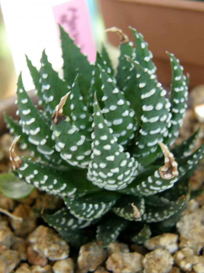 십이지권 - Haworthia fasciata (Willd) Haw.