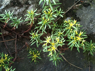 바위채송화 사진 - Sedum polytrichoides Hemsl. Photos