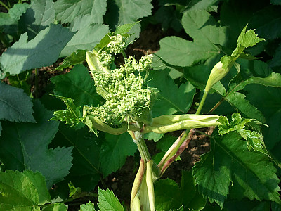 어수리 사진 - Heracleum moellendorffii Hance Photos