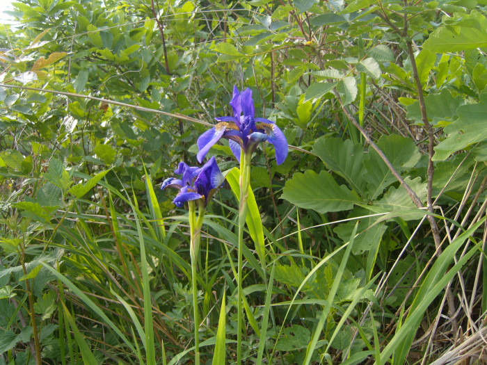 붓꽃 - Iris sanguinea