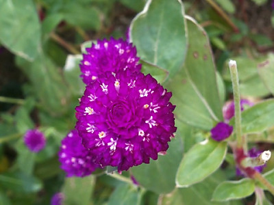 천일홍 사진 - Gomphrena globosa L. Photos