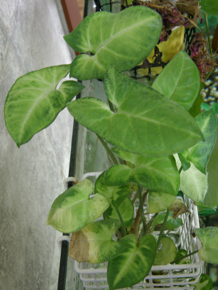 스킨답서스 - Scindapusus aureus, Epipremnum aureum