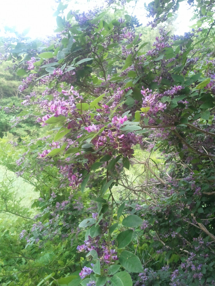 싸리 - Lespedeza bicolor