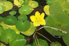 어리연꽃 - Nymphoides indica (L.) Kuntze