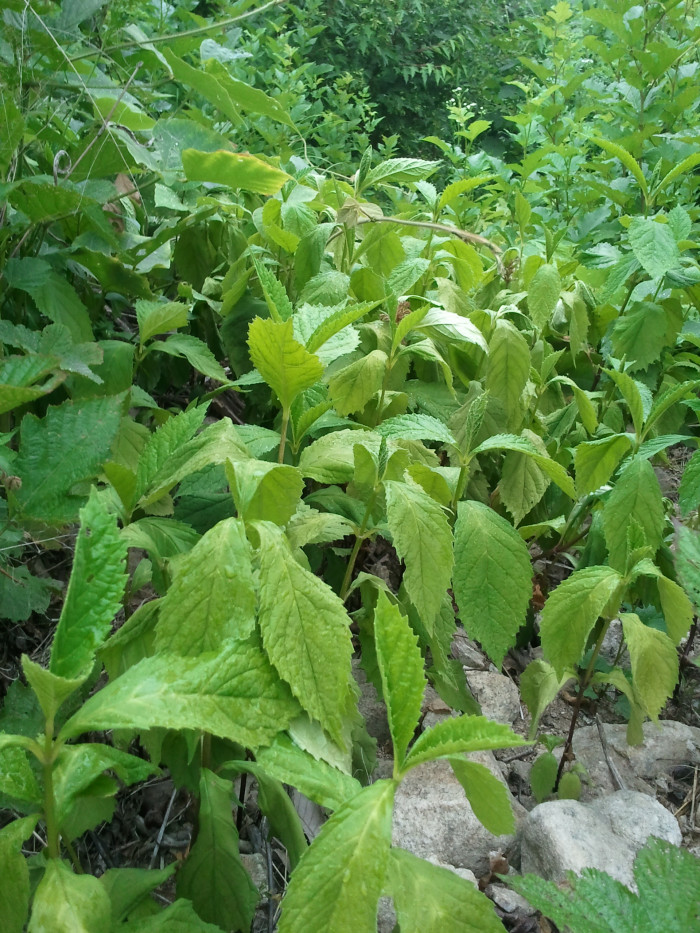 자란초 - Ajuga spectabilis Nakai