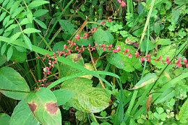 이삭여뀌 - Persicaria filiformis (Thunb.) Nakai ex Mori