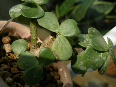 녹비단 사진 - Portulaca molokiniensis Photos