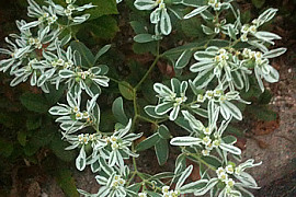 설악초 - Euphorbia marginata