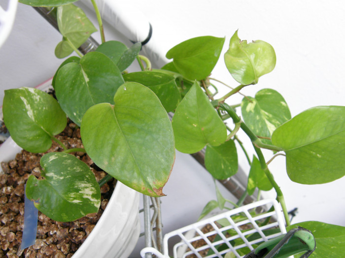 골든포토스 - Pothos, Golden pothos, Epipremnum Scott