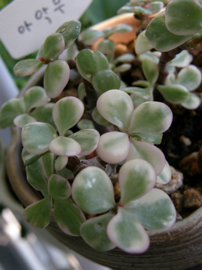 아악무 - Rainbow Bush, Portulacaria afra var. foliis-variegatis Jacobsen