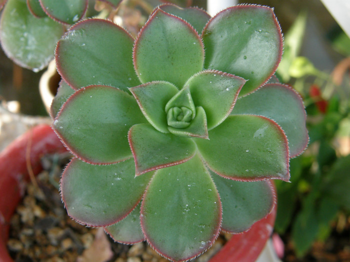 카라솔 - Aeonium decorum