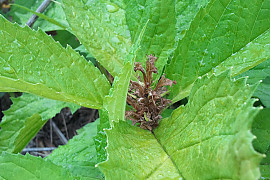 자란초 - Ajuga spectabilis Nakai