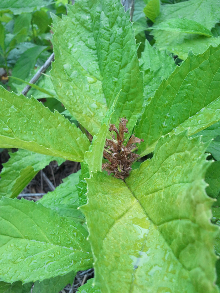 자란초 - Ajuga spectabilis Nakai