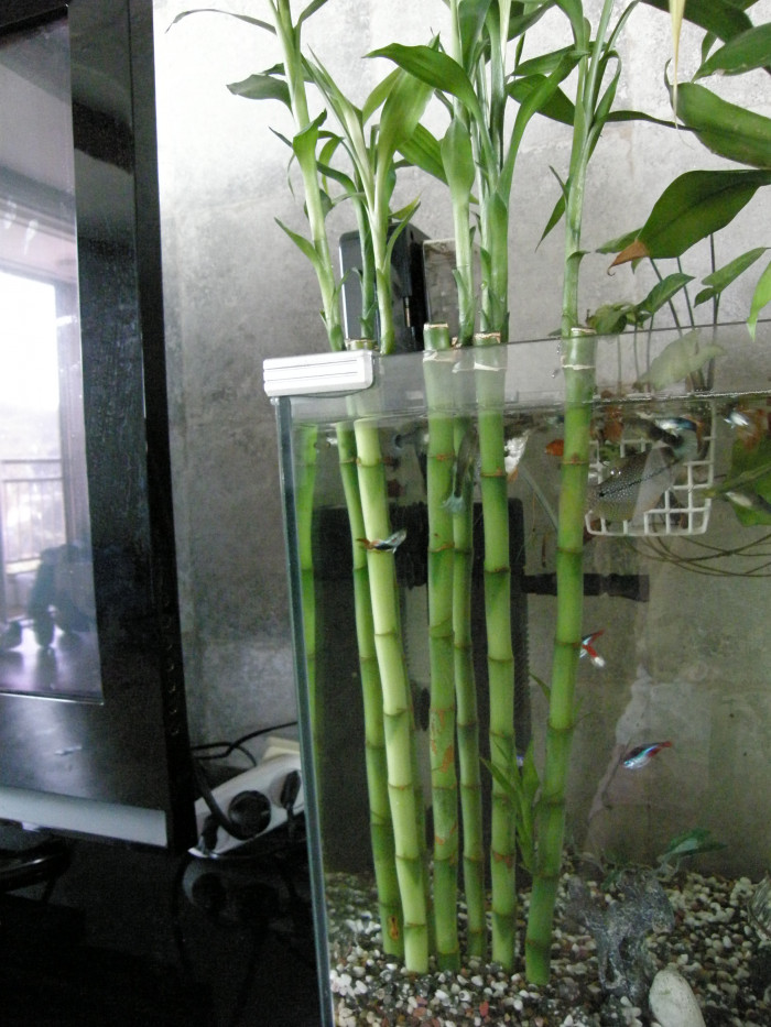 개운죽 - Luky Bamboo, Dracaena sanderiana Virens