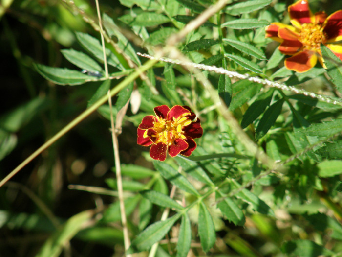 메리골드 - Marigolds, Tagetes spp.