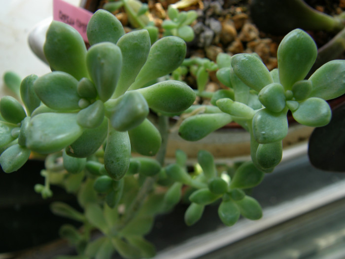 멘토사 - mendozae, Graptopetalum paraguayense ssp. mendozae Graptopetalum mendozae
