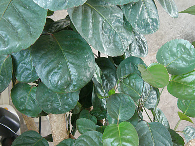 파비안 사진 - Araliaceae Photos