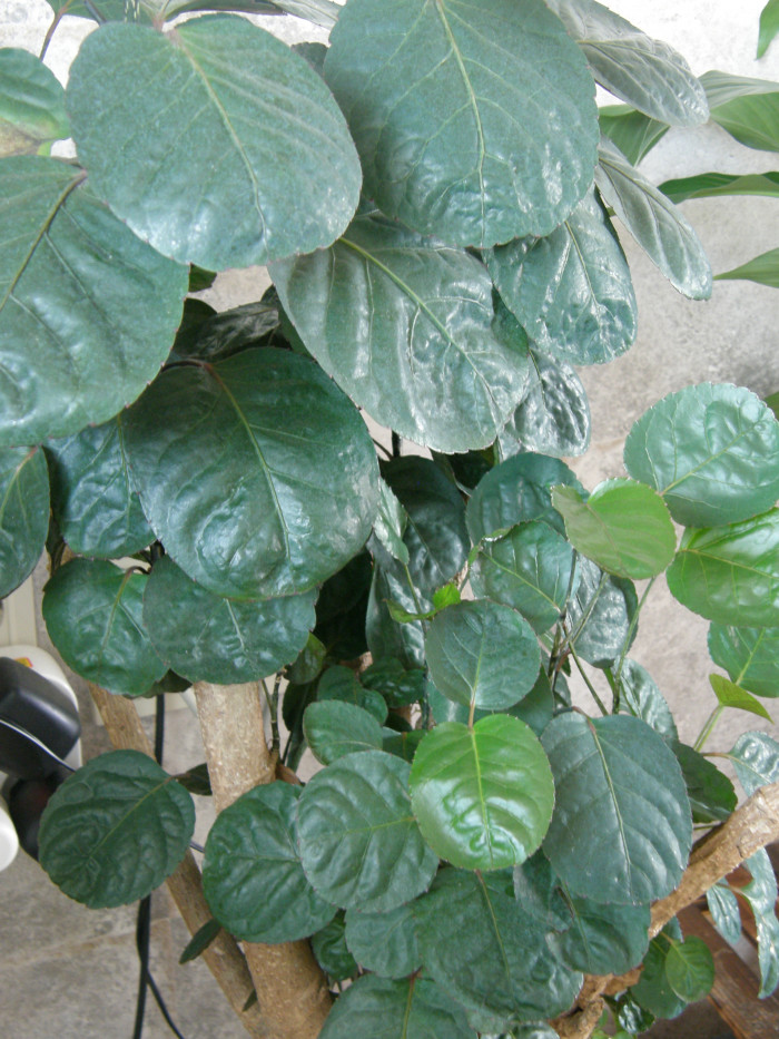 파비안 - Dinner Plate Aralia, Araliaceae