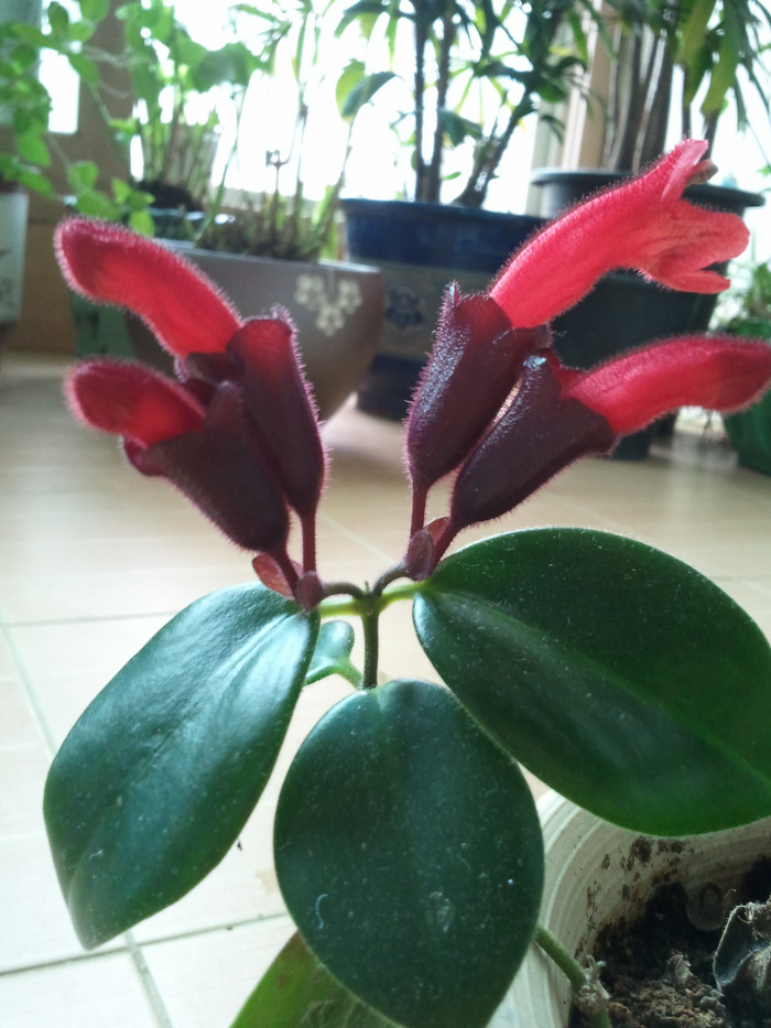 트리쵸스 - Lipstick plant, Aeschynanthus radicans