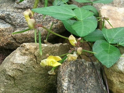 새팥 사진 - Phaseolus nipponensis Ohwi Photos