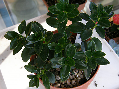 네마탄서스 사진 - Nematanthus gregarius Photos