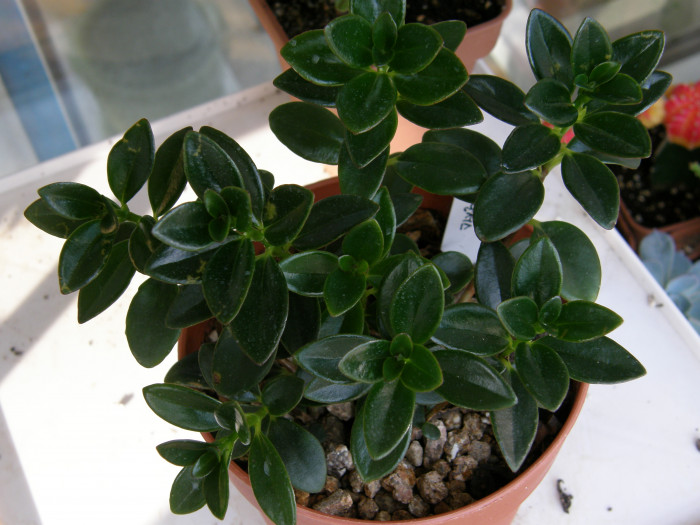 네마탄서스 - Goldfish Plant, Nematanthus gregarius