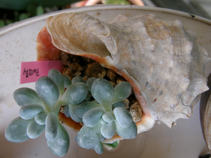 성미인 - Pachyphytum oviferum