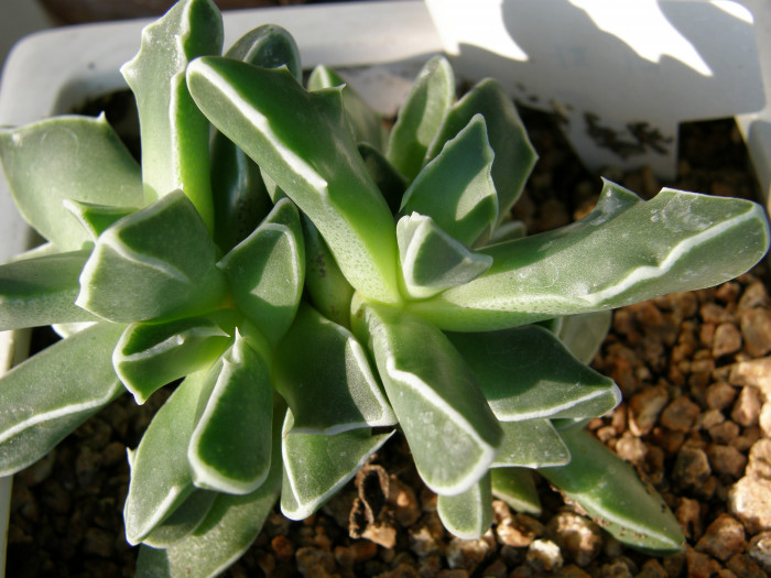 미파 - Faucaria bosscheana