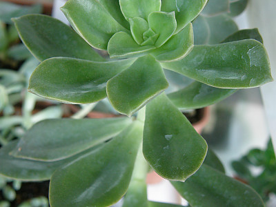 홍연 사진 - Echeveria hummels minibelle Photos