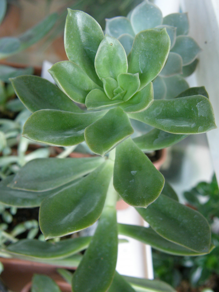 홍연 - Echeveria hummels minibelle
