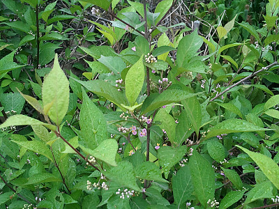 좀작살나무 사진 - Callicarpa dichotoma (Lour.) K.Koch Photos