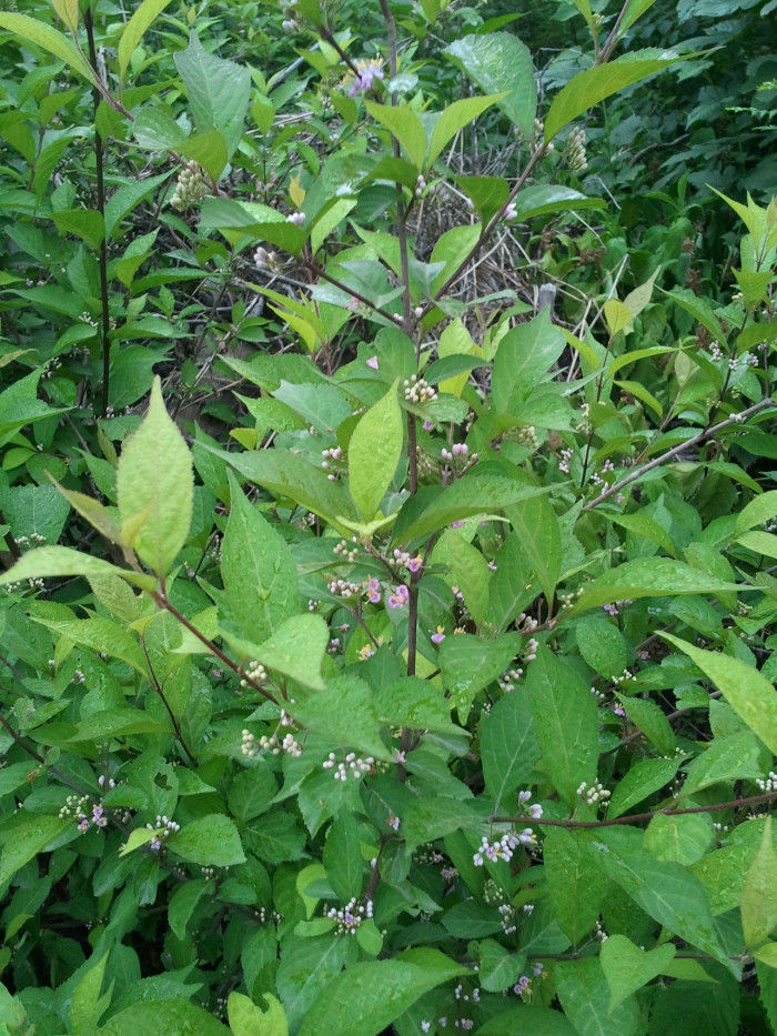 좀작살나무 - Callicarpa dichotoma (Lour.) K.Koch