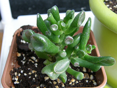우주목 사진 - Crassula cv. Gollum Photos