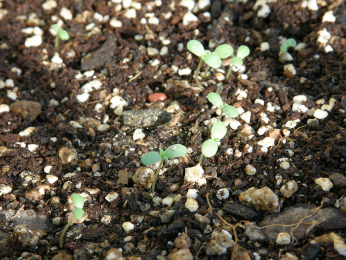 쑥갓 - Chrysanthemum coronarium L.