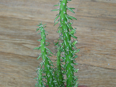 장군선인장 사진 - Austro cylindropuntia subulta Photos