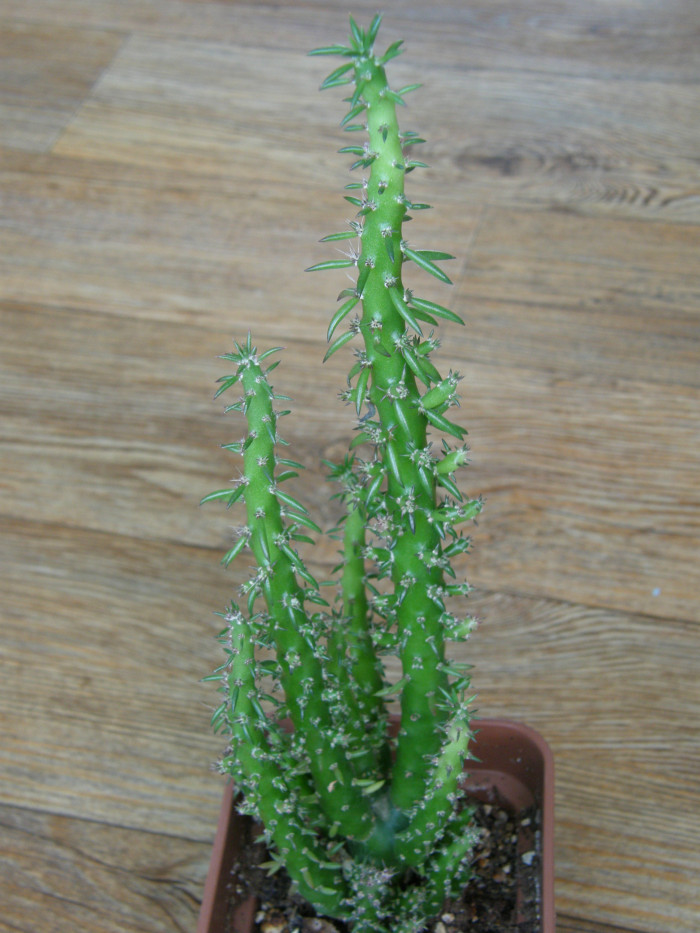 장군선인장 - Eve’s needle cactus,Eve’s pin cacus, Austro cylindropuntia subulta