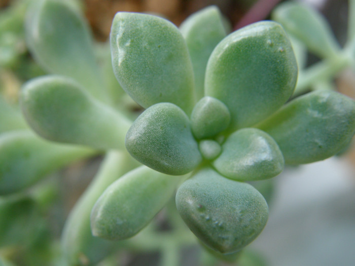 멘토사 - mendozae, Graptopetalum paraguayense ssp. mendozae Graptopetalum mendozae