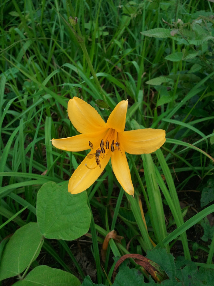 원추리 - Hemerocallis fulva