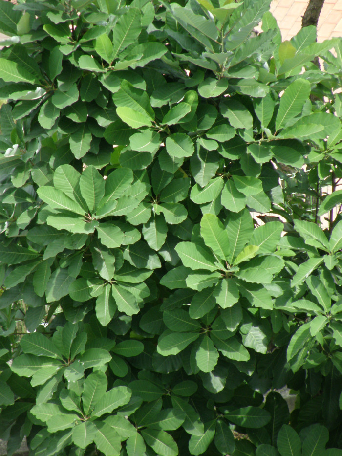 칠엽수 - -, Aesculus turbinata Blume